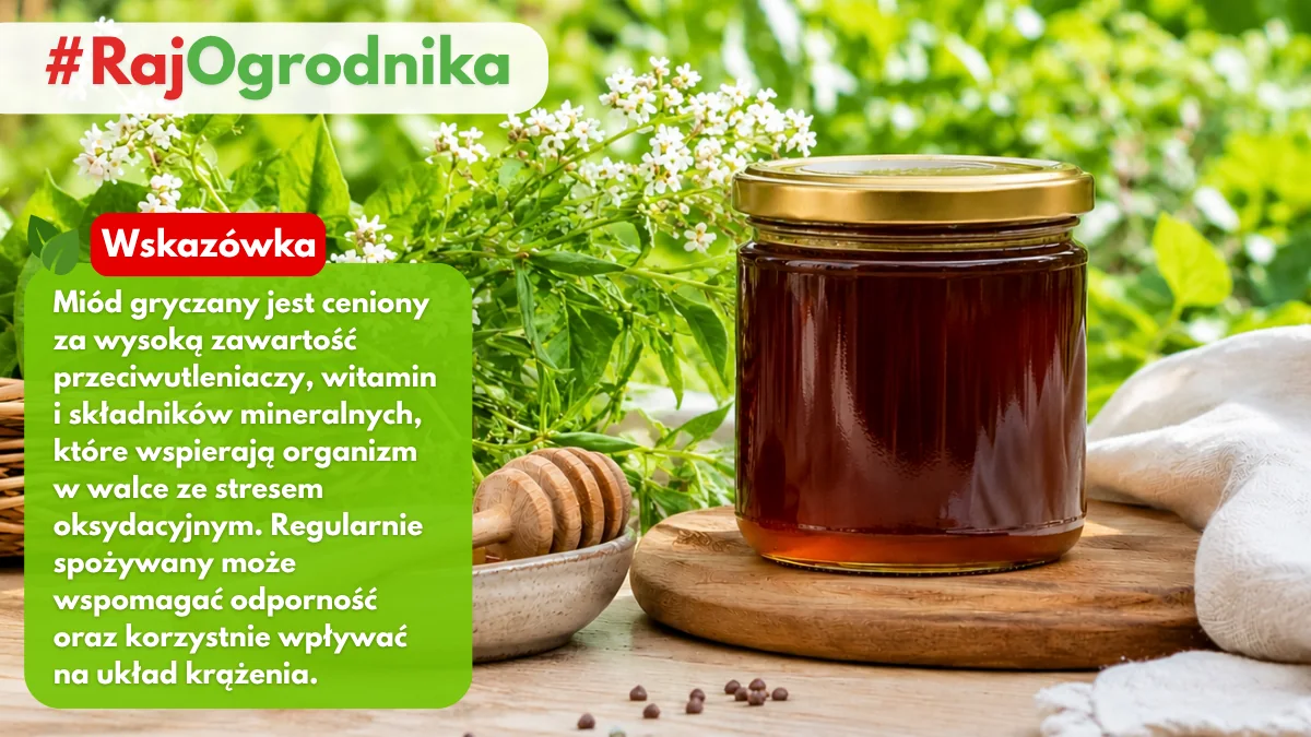 Gryka jako roślina miododajna wysiewana w pasiekach blog sklep rajogrodnika